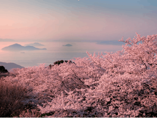 紫雲出山の桜