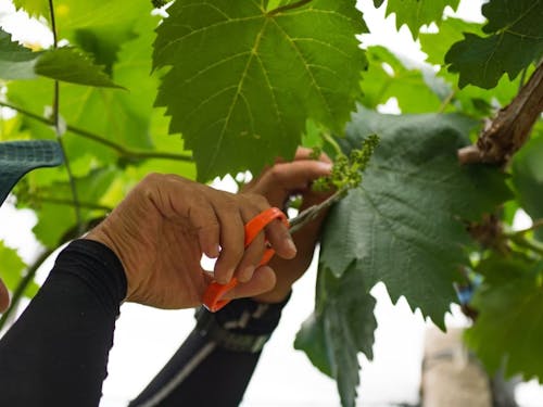 ぶどう作業イメージ