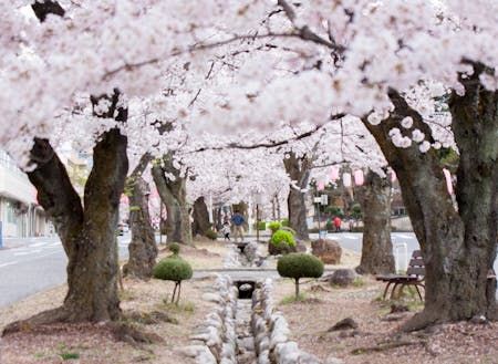 飯田市各所で多様な桜が約半月にわたり楽しめます