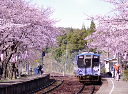 穴水町鹿島駅　桜が満開
