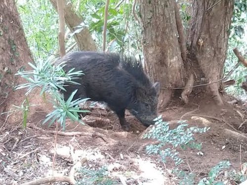 イノシシによる獣害が増えている昨今。