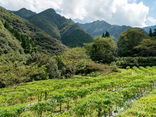 西都市の山奥にある地域では柚子栽培が盛んです。