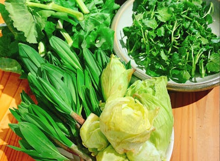 下川の春は山菜祭り！6月までは市街地近くでも美味しい山菜がたくさん採れます。