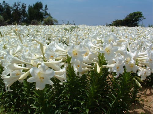 一面に広がるユリ花