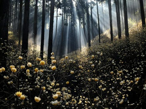 幻想的に咲くミツマタ(焼森山)