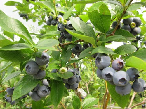 もうすぐブルーベリーの季節です☆