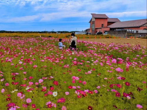 道の駅のコスモス畑