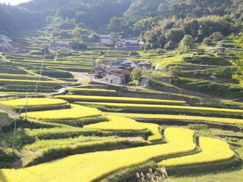 棚田の景色