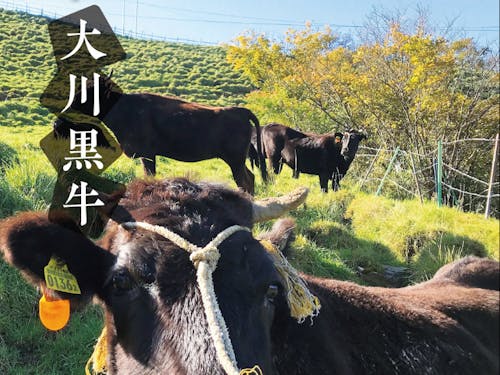 まぼろしの大川黒牛