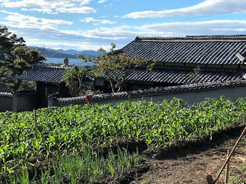 隣接する畑では季節ごとに新鮮な野菜が収穫できます。