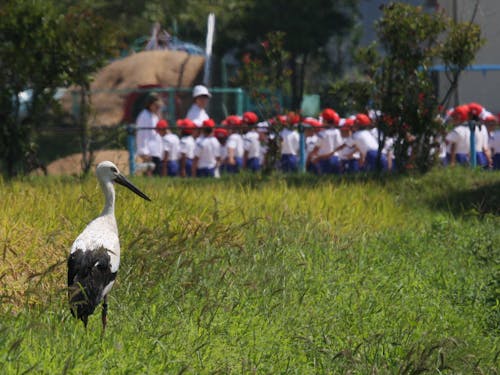 こうのとりが身近にいるまち。