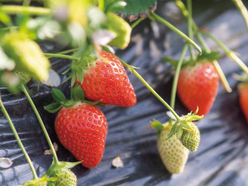 藤岡市はいちごの生産がさかん