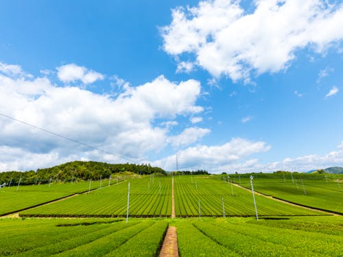 東京ドームの約5倍の茶畑が広がる霧山茶園(日高村)