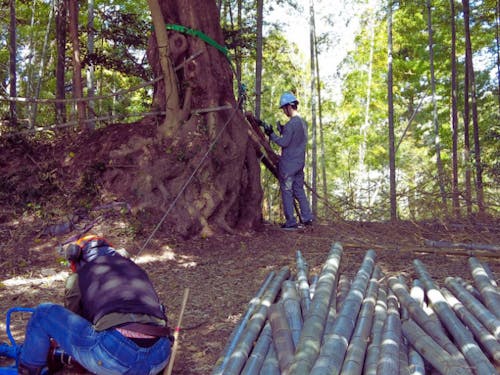 竹刈体験をしている様子