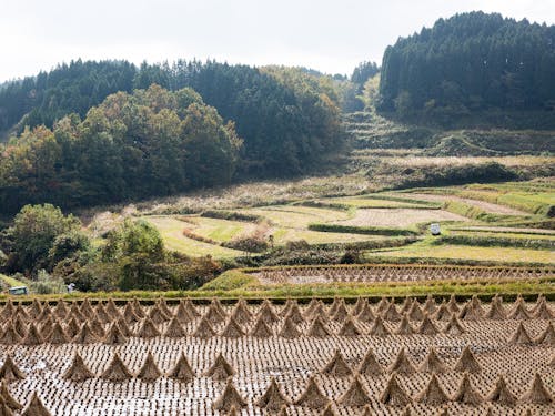 農村に広がる棚田