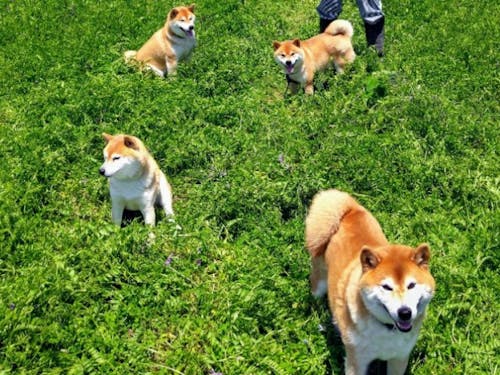 4頭のワンちゃんがお出迎え!