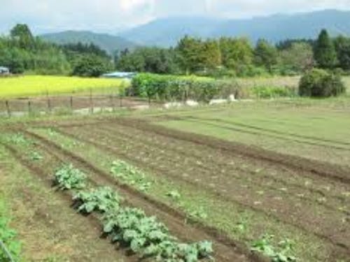 くろほね農園「そらしーど♪」