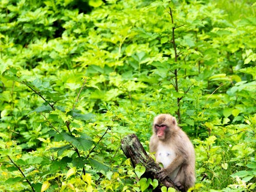 みて、きいて、おしゃべりして、みなかみの地域おこし協力隊を知ってください