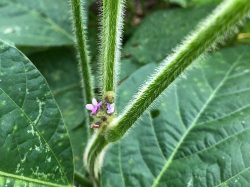 八鹿浅黄大豆の花