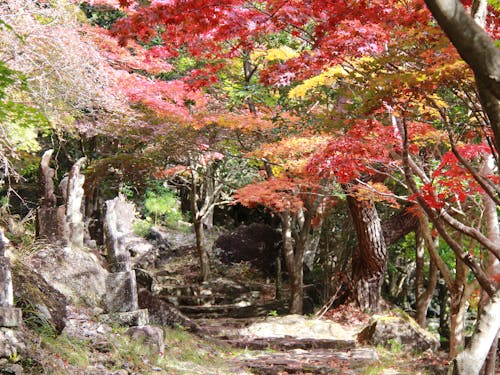 四季折々、様々な色を魅せてくれる町