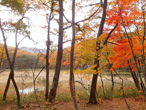矢ノ原湿原(昭和村)