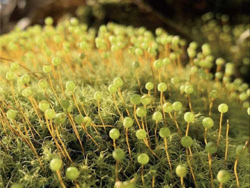 森あるきでは、こんな可愛いコケに出会えることも!これは「タマゴケ」。