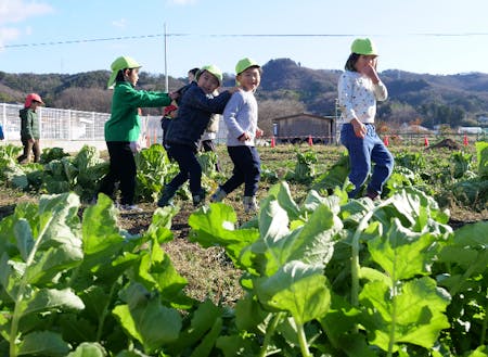一部保育施設では野菜の栽培や収穫体験を保育に取り入れています。