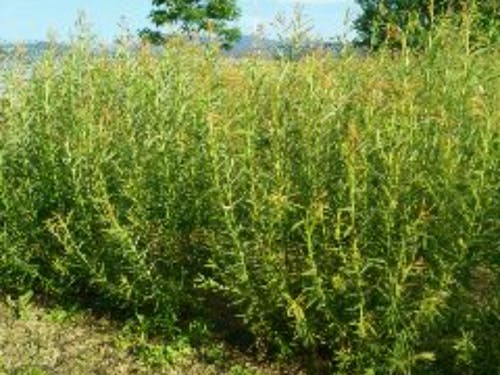 原材料となるコリヤナギ 栽培や刈取りも自分たちで行います。