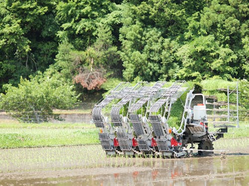 コウノトリ育む農法の田んぼでの田植え