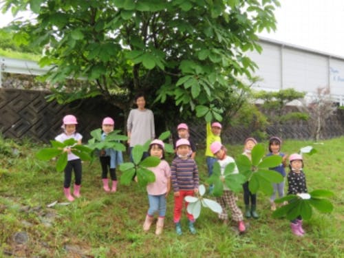 朴葉寿司用の葉っぱ集め(中野方こども園)