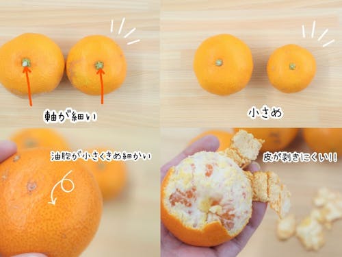 公式SNSやふるさと納税サイトのブログでは、おいしいみかんの見分け方など地元民ならではの豆知識も載せています。