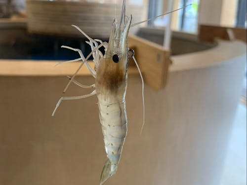 温泉熱で養殖したオニテナガエビ