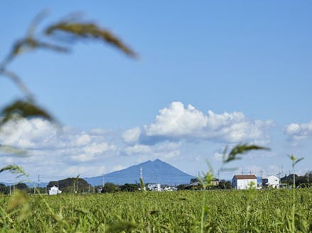 見渡す限り一面が宮崎協業さんの農地（100ha以上）から望む筑波山