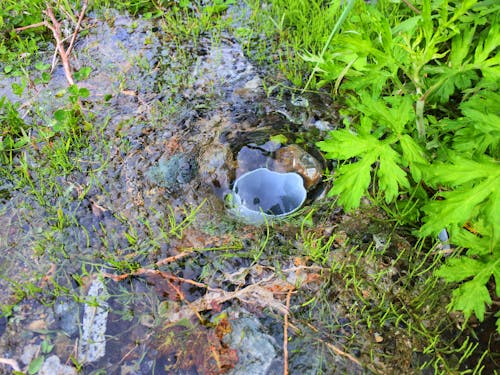 町内にいたる所で湧いている湧き水。