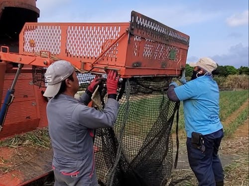 サトウキビの収穫業務補助