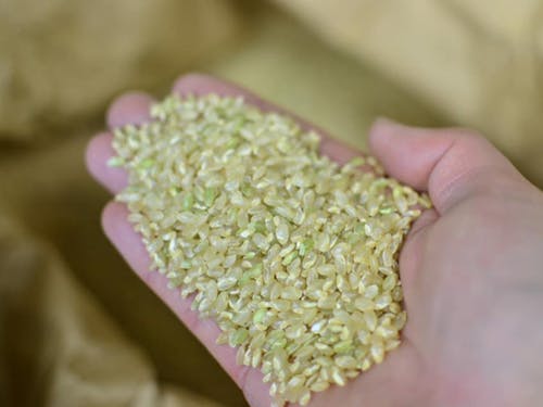 おいしいお米を育てるには、草刈りが大切！