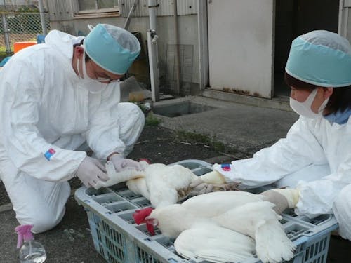 感染症予防のため鶏の採血