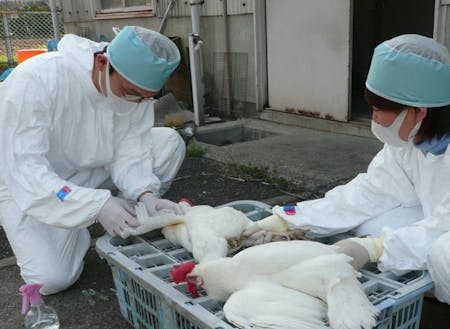 感染症予防のため鶏の採血