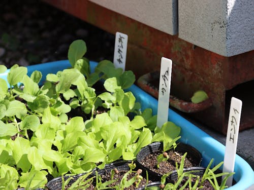 いろいろな野菜が育つ野菜畑を仕込み中