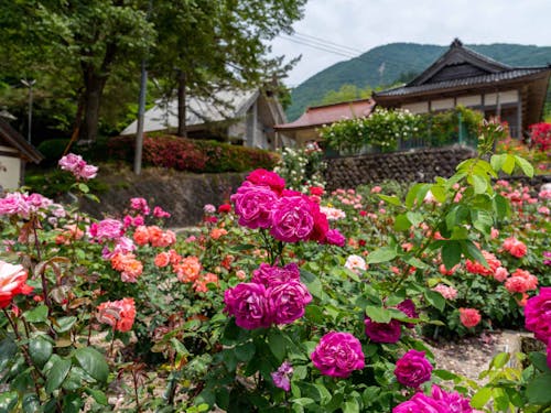 あつみ温泉ばら園