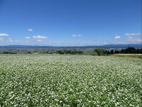 山麓に広がるそば畑。そば打ち技術も学んでいただきます。