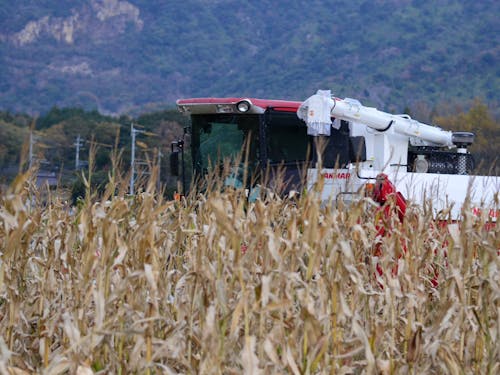 収穫を迎えたトウモロコシ畑