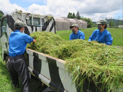 九州農政局大分県拠点の依頼によるチモシイー栽培実証実験