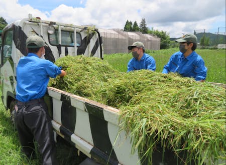 九州農政局大分県拠点の依頼によるチモシイー栽培実証実験