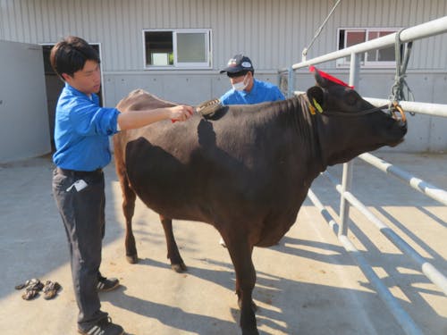 今年度の全国和牛能力共進会候補牛「いちか」のブラッシング