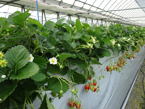 平岡さんのデナリファームでは、いちごとさつまいもを栽培