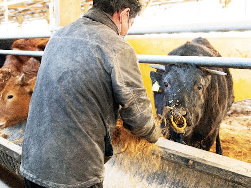 幻のお肉、『大川黒牛』を育ててみませんか?