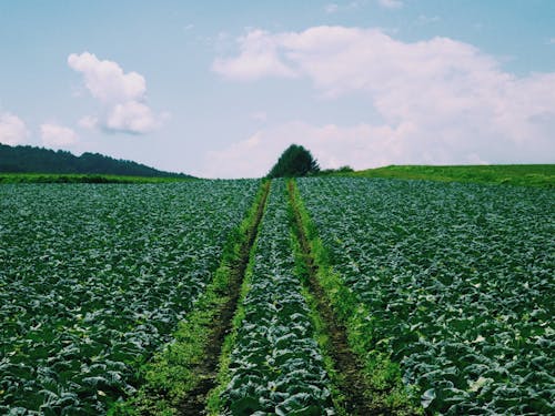 一面に広がるキャベツ畑