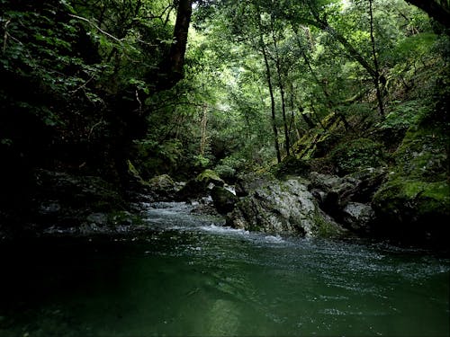 １時間ほど歩くツアーの途中では、天然のアマゴが泳いでいるところを覗くことができます