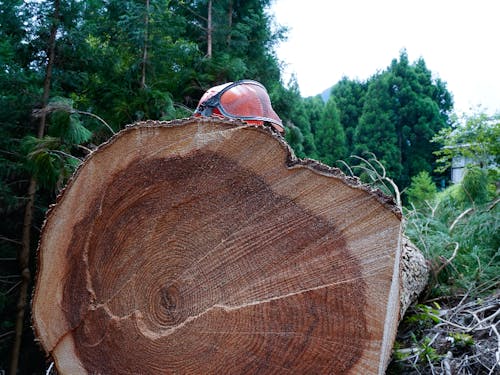 伐採見学での写真。林業のおっちゃんたちが阿吽の呼吸で木を倒していく様に圧倒しました。